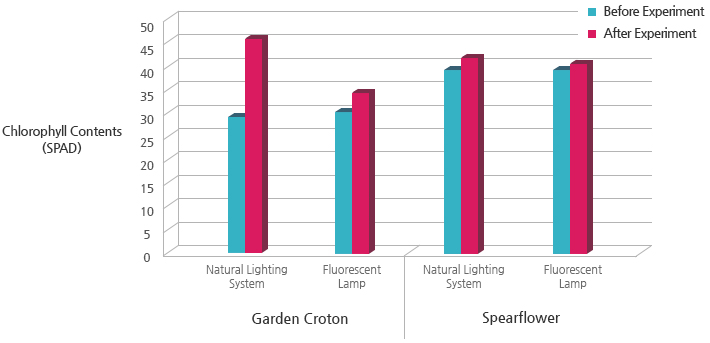 Chlorophyll Contents of Garden Croton and Spearflower